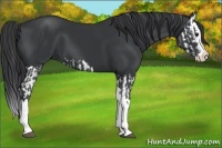 Horse Color:Black Splash and Black Splash