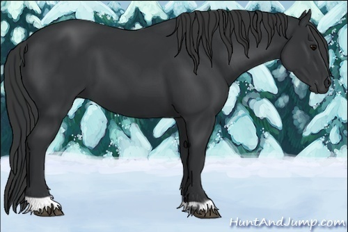 Horse Color:Black and Black