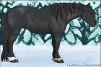 Horse Color:Black and Black