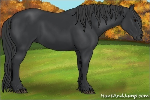 Horse Color:Black and Black
