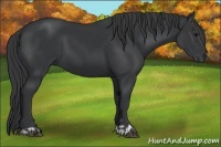 Horse Color:Black  and Black 