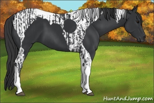 Horse Color:Black Tobiano and Black Tobiano