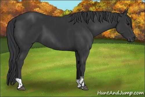 Horse Color:Black  and Black 