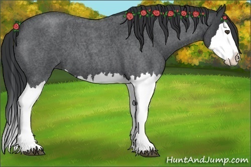 Horse Color:Blue Roan Splash 
