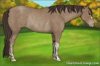 Horse Color:Classic Champagne Rabicano  and Classic Champagne Rabicano 