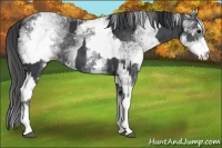 Horse Color:White Spotted Black  and White Spotted Black 