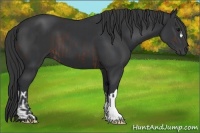 Horse Color:Brown  and Black 