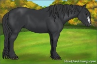 Horse Color:Black  and Black 