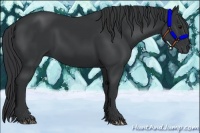 Horse Color:Black and Black