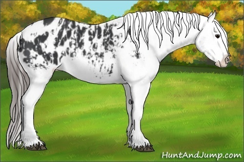 Horse Color:Black Appaloosa  and Black Appaloosa 