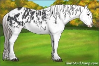 Horse Color:Black Appaloosa  and Black Appaloosa 