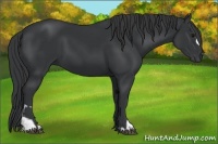 Horse Color:Black and Black