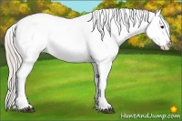 Horse Color:Silver Grullo Appaloosa and Silver Black Appaloosa