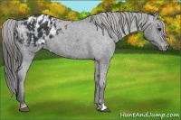 Horse Color:Black Appaloosa  and Black Appaloosa 