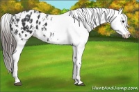 Horse Color:Black Appaloosa  and Black Appaloosa 