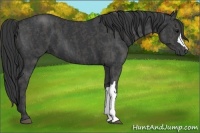 Horse Color:Black  Brindle