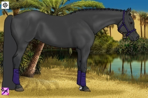 Horse Color:Black and Black