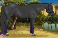 Horse Color:Black and Black