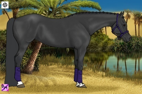 Horse Color:Black  and Black 