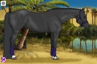Horse Color:Black and Black