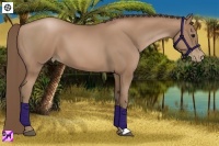 Horse Color:Black Pearl 