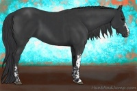 Horse Color:Black and Black