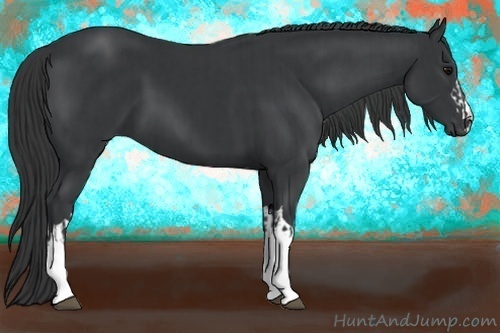 Horse Color:Black  and Black 