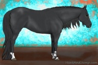 Horse Color:Black  and Black 
