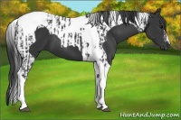 Horse Color:Black Tobiano  and Black Tobiano 