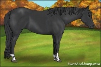 Horse Color:Black and Black
