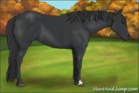 Horse Color:Black  and Black 