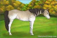 Horse Color:White Spotted Sable Cream Champagne Rabicano