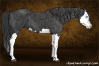 Horse Color:Black Splash  Brindle