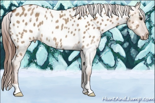 Horse Color:Red Dun Roan Appaloosa Rabicano 