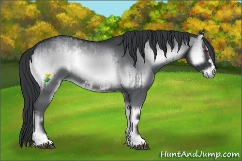 Horse Color:Blue Onyx Chinchilla Frame and Blue Onyx Chinchilla Frame