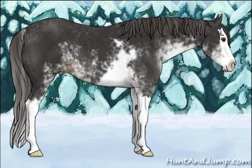 Horse Color:Liver Chestnut Sabino Splash