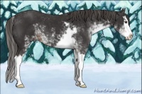 Horse Color:Liver Chestnut Sabino Splash