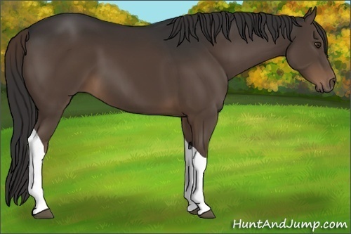 Horse Color:Liver Chestnut Sabino Tobiano 
