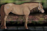 Horse Color:Classic Champagne Brindle