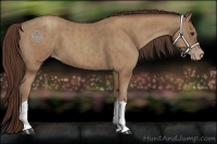 Horse Color:Classic Champagne Brindle