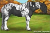 Horse Color:Black Tobiano  and Black Tobiano 