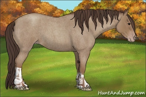 Horse Color:Classic Champagne Roan  and Classic Champagne Roan 