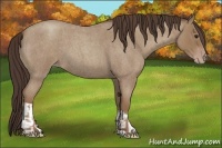 Horse Color:Classic Champagne Roan  and Classic Champagne Roan 