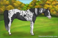 Horse Color:Black Splash Tobiano  and Black Splash Tobiano 