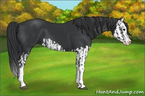 Horse Color:Black Splash  and Black Splash 