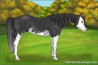 Horse Color:Black Splash and Black Splash