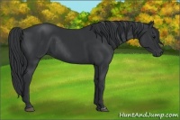 Horse Color:Black Rabicano and Black Rabicano
