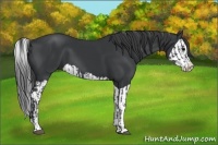 Horse Color:Black Splash  and Black Splash 