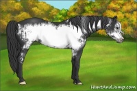 Horse Color:Black Frame and Black Frame