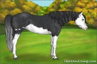 Horse Color:Black Splash  and Black Splash 